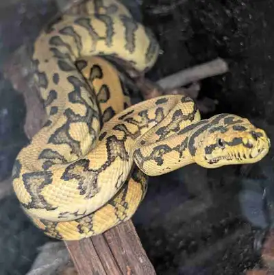 Adult female jaguar carpet python 7 years old, around 6' foot long. Eating very well on medium froze...