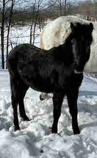 Newfoundland Pony Stallion 