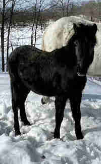 Newfoundland Pony Stallion  in Other in Kingston