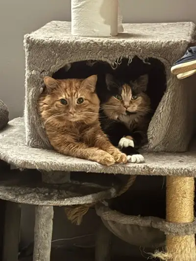 $100 or best offer. We are moving and unfortunately can’t keep these babies with us. Leo the Orange...