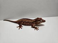 Male Gargoyle Gecko - Rare Maroon Color