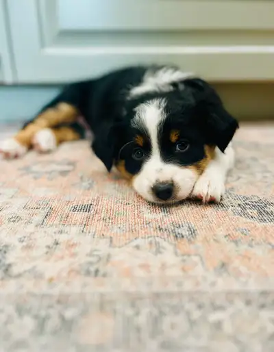 Australian shepherd puppies dob april 23 rd Mom is a standard black tri aussie and dad is a mini blu...