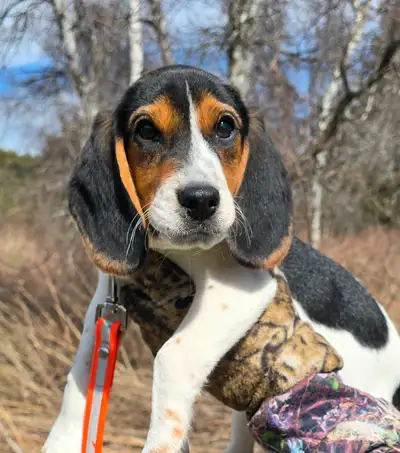 CKC registered BEAGLES, View more