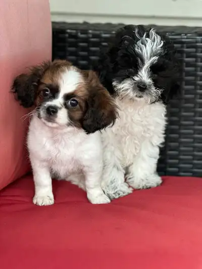 Shih Tzu croisé Caniche (Shihpoo) toy, View more