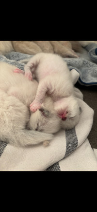 Purebread Ragdoll Kittens 