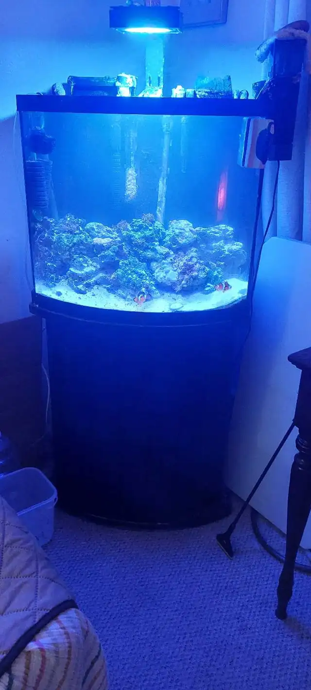 Salt fish tank  in Fish for Rehoming in Richmond - Image 3