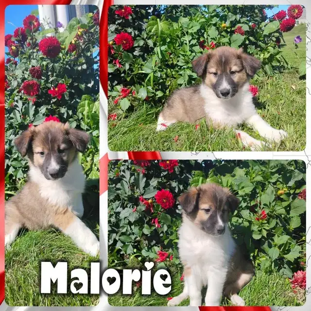 Miniature Aussie Puppies
