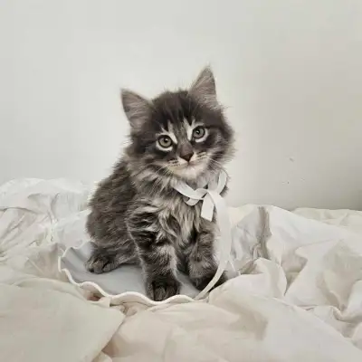 Chaton ( femelle ) affectueuse et joueuse, avec de nombreuses belles qualités. Amicale, curieuse et...
