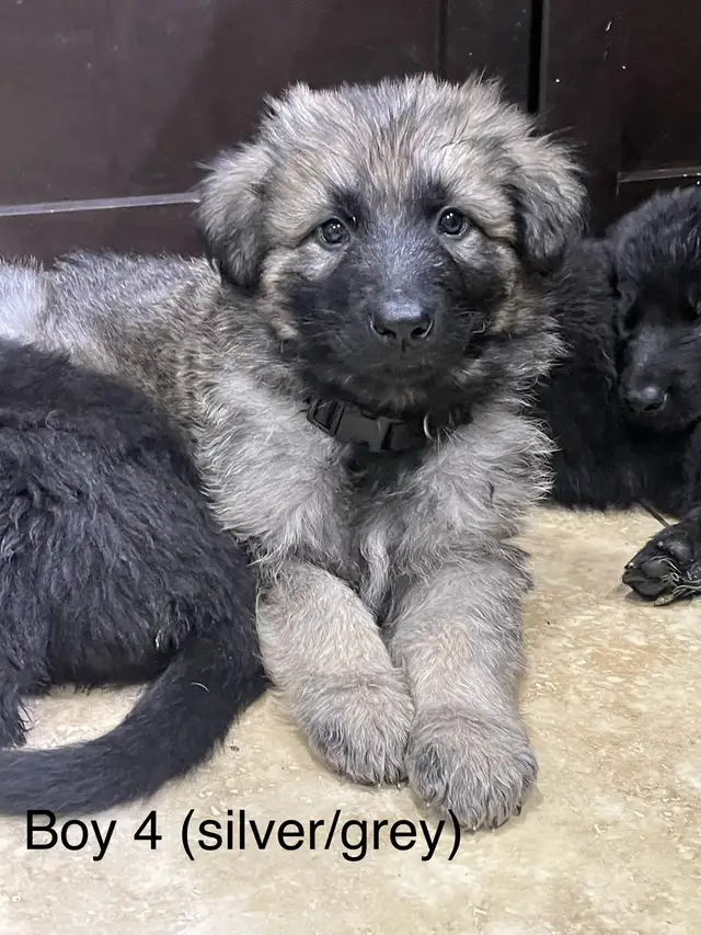 KING SHEPHERD CROSS PUPPIES - Livestock Guardians / Protectors in Dogs & Puppies for Rehoming in Saskatoon - Image 4