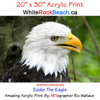 The Canadian Bald Eagle - 20" x 30" ACRYLIC Print