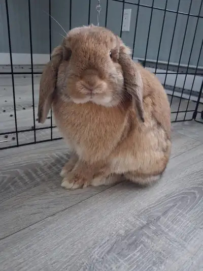 Holland Lop pet bunny, View more