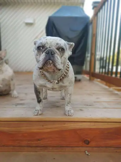 Femelle Bulldog français pure race a vendre je dois m'en départir parce que je doit déménagé d'ici 1...