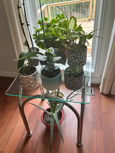 Prime Convenient Location - All Female House (From July 1st)