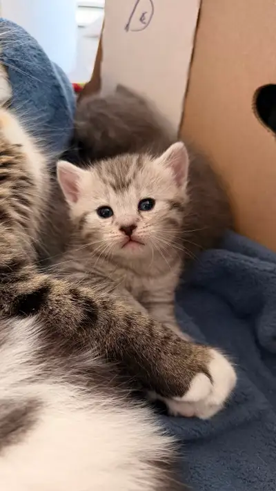 Kittens for sale !!!, View more