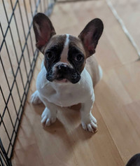 French bulldog puppies for sale (Vancouver BC) free delivery 