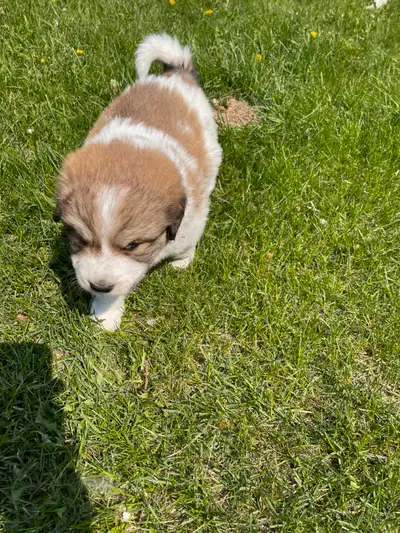 Puppy for re-homing, View more
