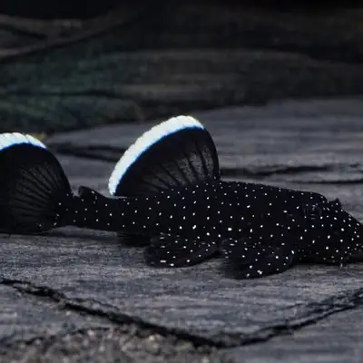 L183 starlight bristlenose pleco, View more