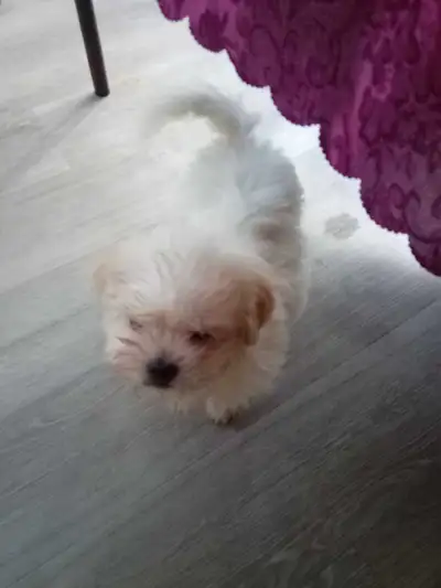 puppy for sale, View more