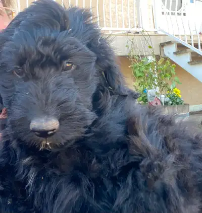 ONE BEAUTIFUL FEMALE AVAILABLE Puppies veterinary check and first and second vaccinations done. Dad...