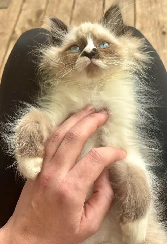 Last Purebred Traditional Ragdoll Kitten in Cats & Kittens for Rehoming in Annapolis Valley - Image 11