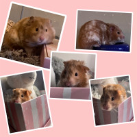 8-9 Month Female Syrian Hamster For Rehoming