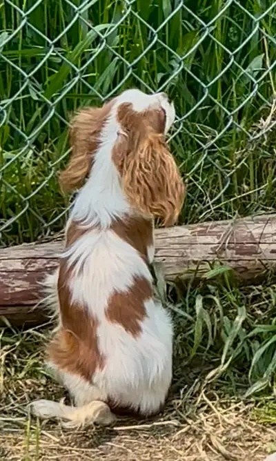 Jones is a TINY Cavalier King Charles Spaniel. He was born October 24 2024, so he is 8 months old. H...