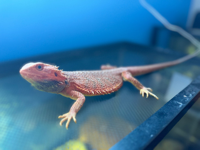 Dragon barbu rouge mâle 1 ans in Reptiles & Amphibians for Rehoming in Gatineau - Image 2