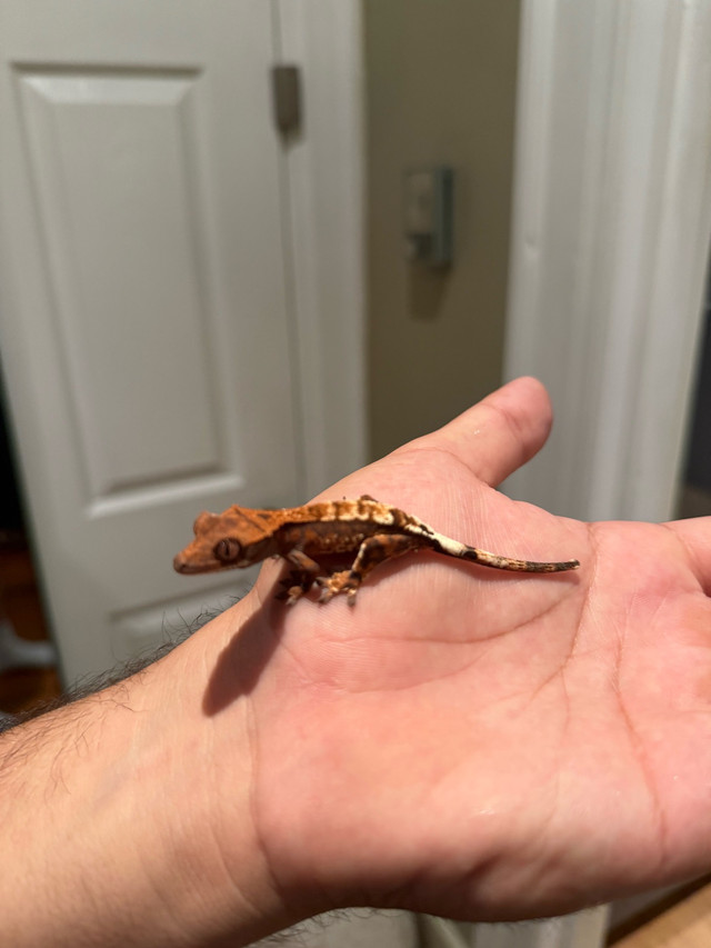 capuccino crested gecko in Reptiles & Amphibians for Rehoming in Vancouver - Image 3