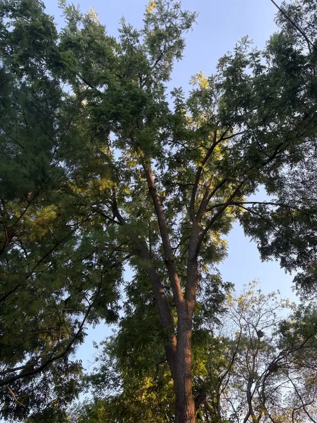 tree removal 