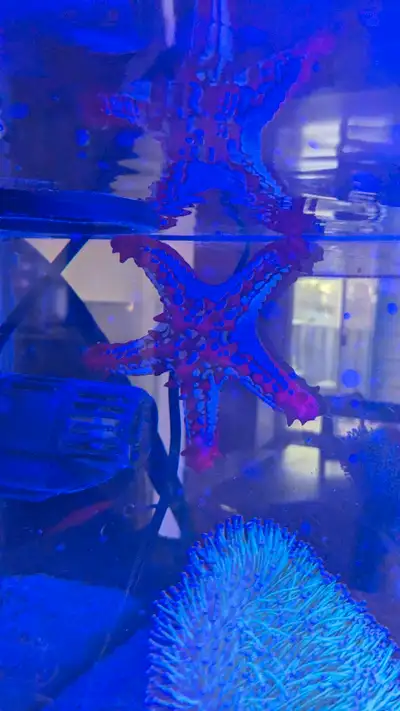 Red knob star fish