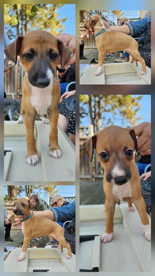 ITALIAN GREYHOUND PUPPIES - HEALTH GUARANTEED in Dogs & Puppies for Rehoming in Muskoka - Image 5