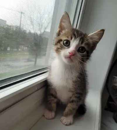 *two left* Marbled female, polydactyl (looks more like dad, marbled bengal) Tabby/white male (looks...