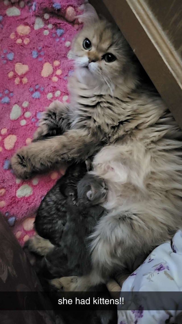 Precious Persians doll faces in Cats & Kittens for Rehoming in Mississauga / Peel Region