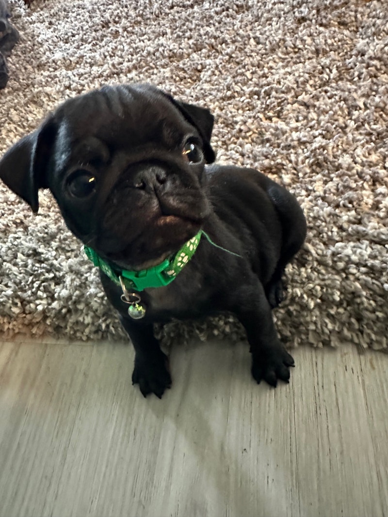 Pug puppies Ready to go Dogs & Puppies for Rehoming Calgary Kijiji