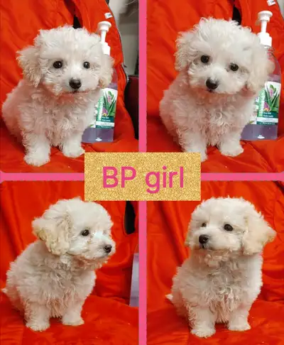 1 girl available . Ready to go. Vet checked healthy. First shots of vaccines. Deworming. Very quiet,...