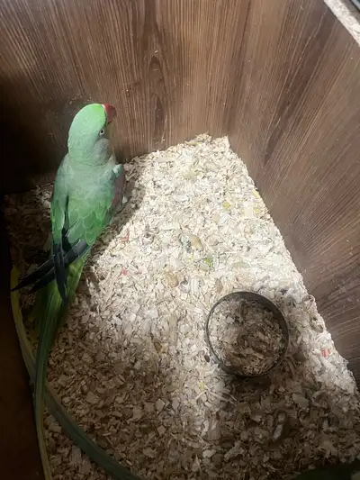 Birds for sale, View more