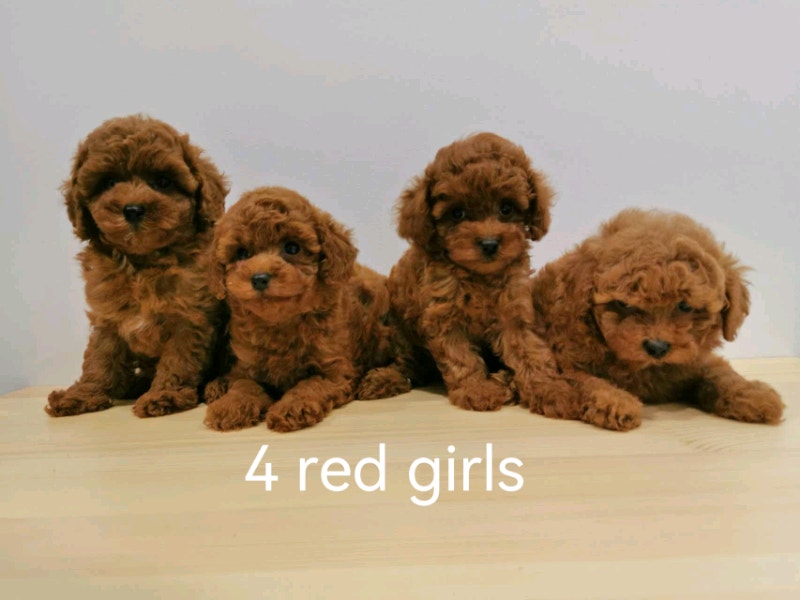 Red / Apricot / Silver Toy poodle puppies 2 months old Dogs & Puppies
