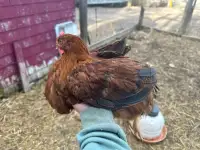 Young rooster 