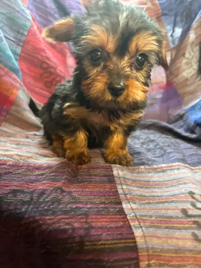 Adorable Dorkies puppies!!!dachshound Yorkies mix, View more