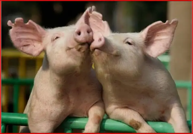 Tell me...64683916184322120