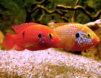 JEWEL CICHLIDS ON SPECIAL $5