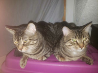 2 males need new home asap