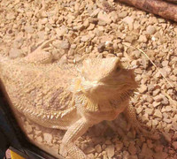 Female Bearded Dragon for Sale without terrarium.