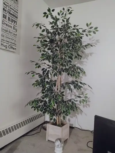 Ficus Tree, View more