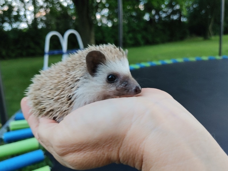 ♥ Colour variety hedgehog baby girls Inclusions/delivery/habitat