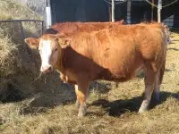 Yearling Heifers For Sale