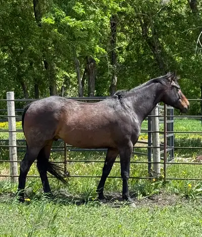 2022 barrel racing bred gelding, View more