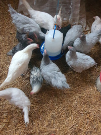 Pullets $20