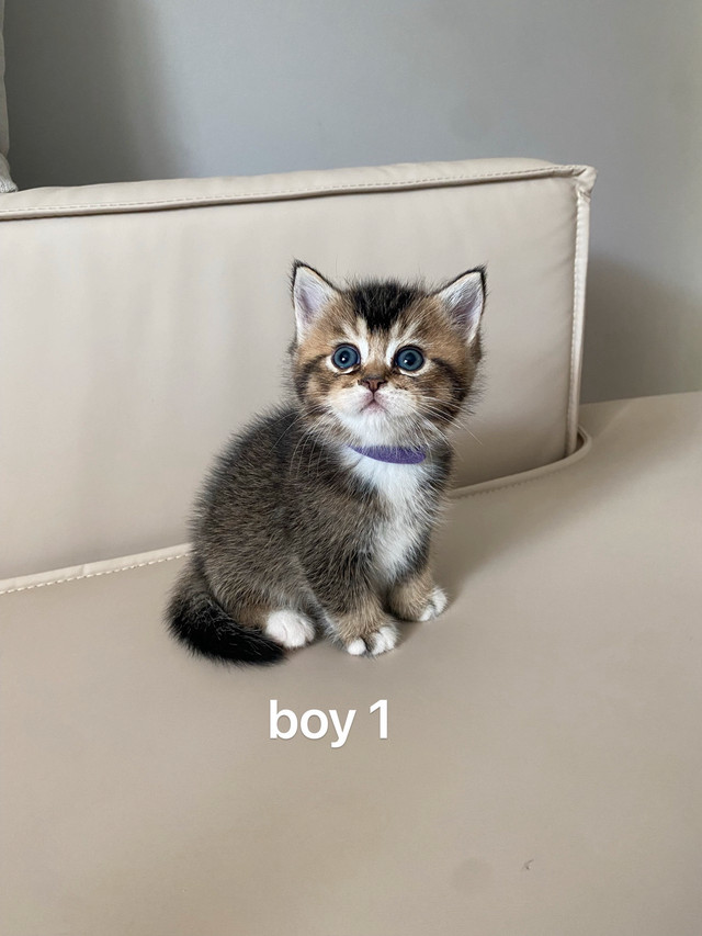 British shorthair kitten dans Chats et chatons à adopter  à Longueuil/Rive Sud - Image 2