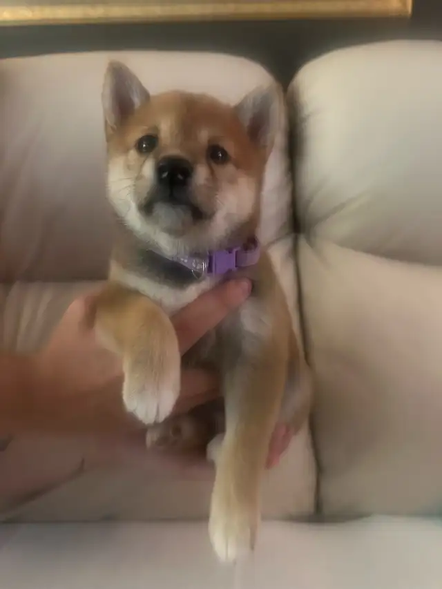 pure bred Shiba Inu’s in Dogs & Puppies for Rehoming in Chatham-Kent - Image 9